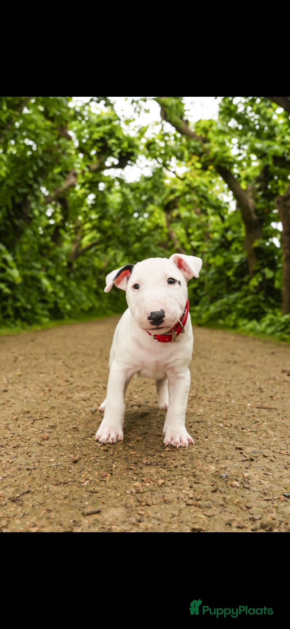 Bull Terriër honden MINIATUUR BULL TERRIER  - Advertentie 2