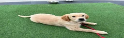 Golden Retriever honden te koop: Lieve puppy Bella (11 wkn) zoekt warm, lief thuis - Advertentie 3