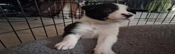 Border Collie honden te koop: Mooie, lieve en gesocialiseerde border collie - Advertentie 21