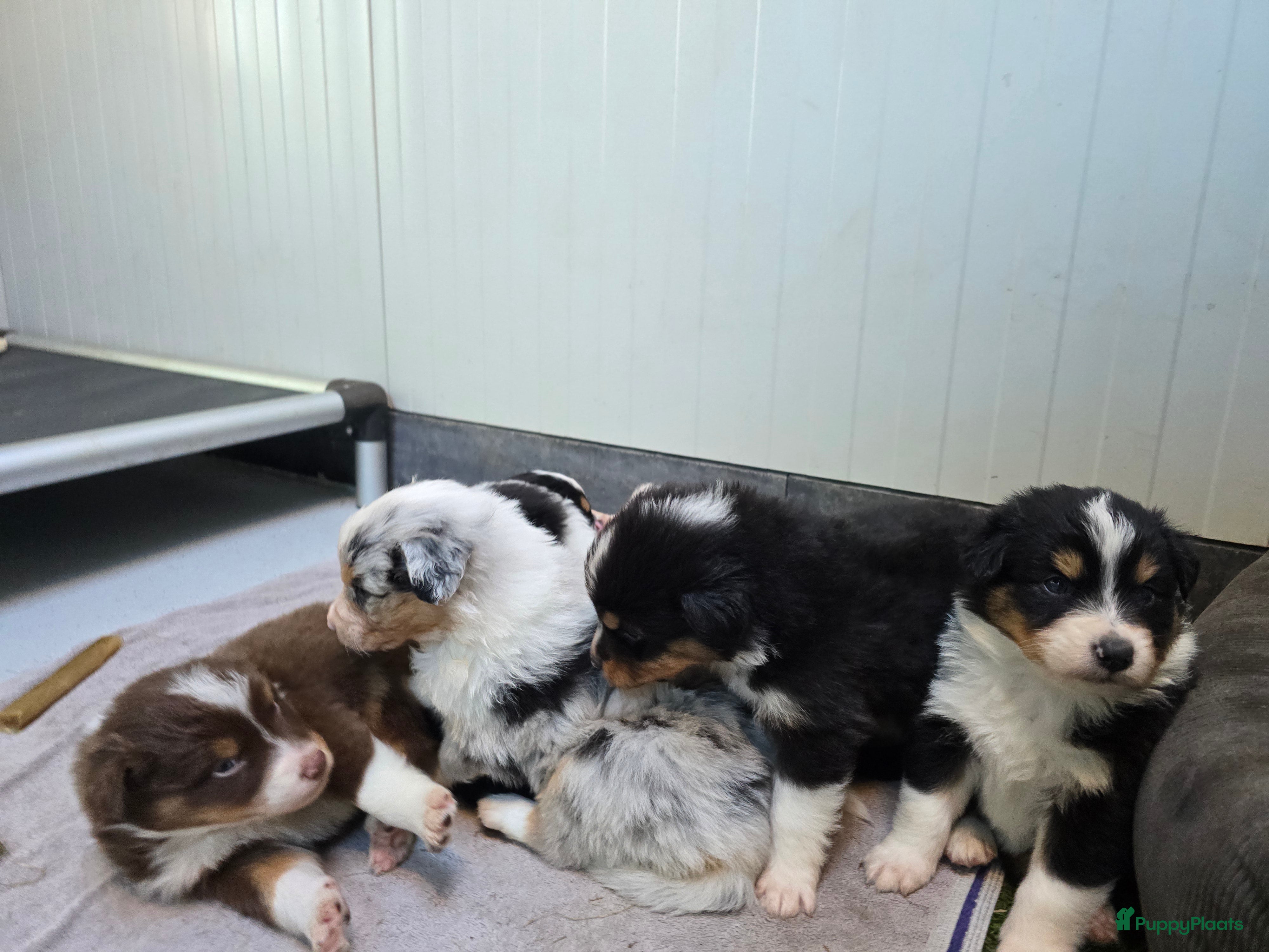 Australian Shepherd honden Australische Herder puppy's (zie foto's) - Advertentie 2