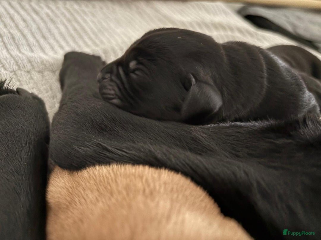 Labrador Retriever honden te koop: Labrador pups - Advertentie 5