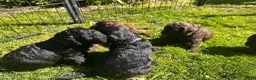 Australian Labradoodle honden te koop: Labradoodle pups - Advertentie 29