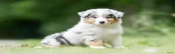 Australian Shepherd honden te koop: Australian shepherd pups met stamboom - Advertentie 3