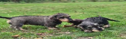Ruwhaar Teckel honden te koop: Standaard ruwhaar Teckels - Advertentie 7