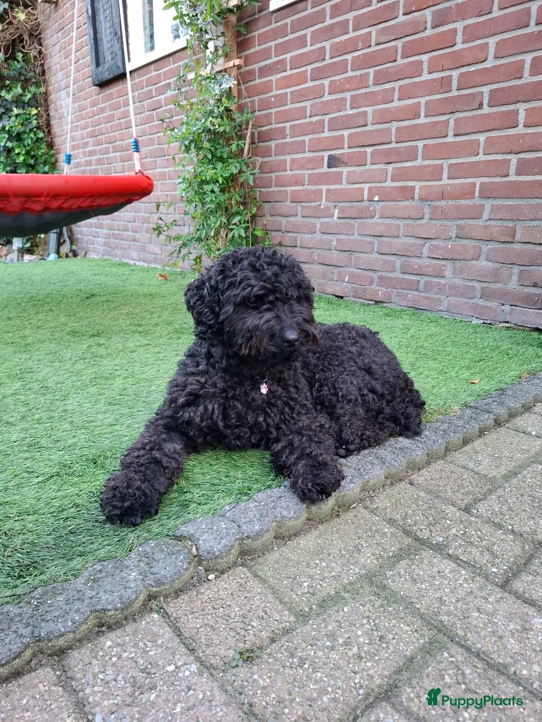 Kruising honden te koop: Prachtige  mini labradoodle pups  - Advertentie 9