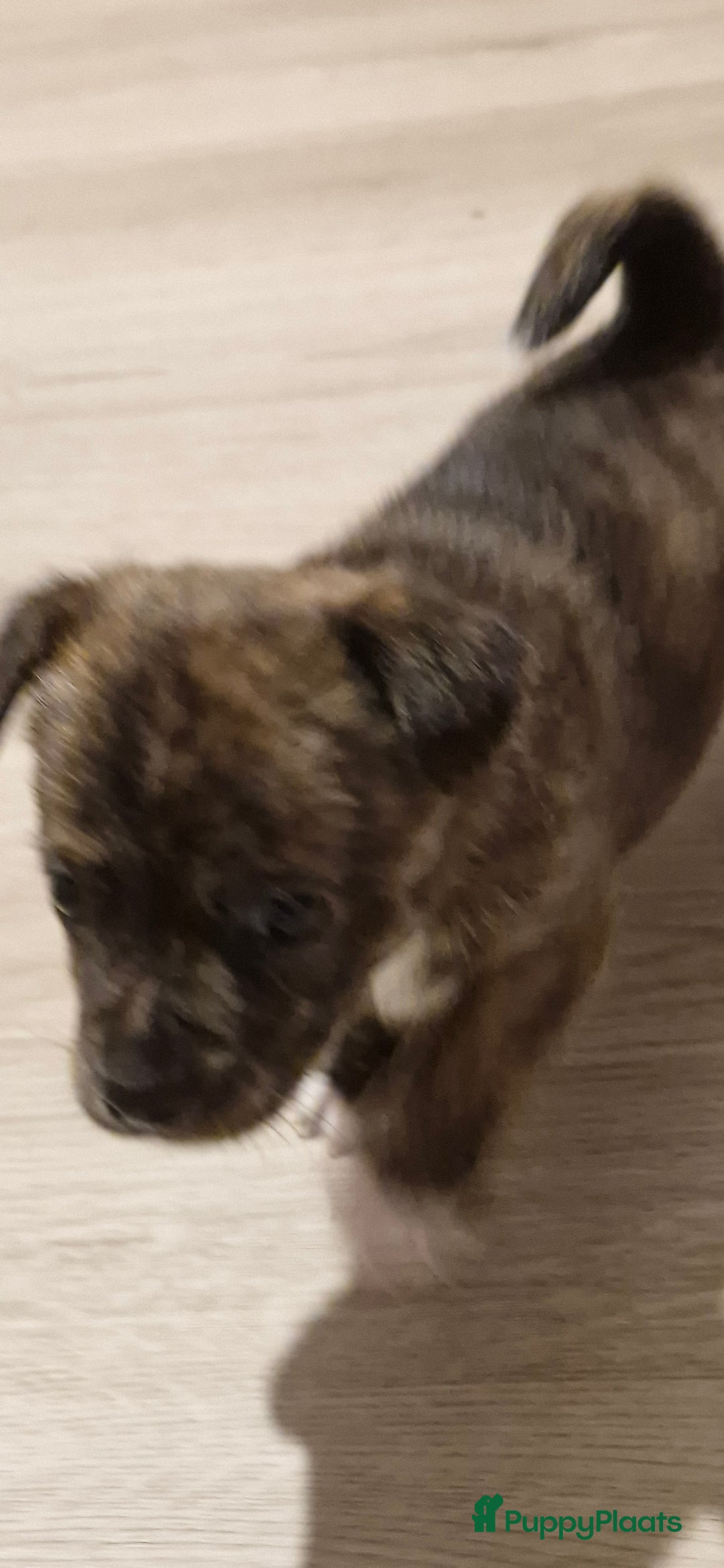 Kruising honden te koop: Jack-Chi Pups te koop - Advertentie 8