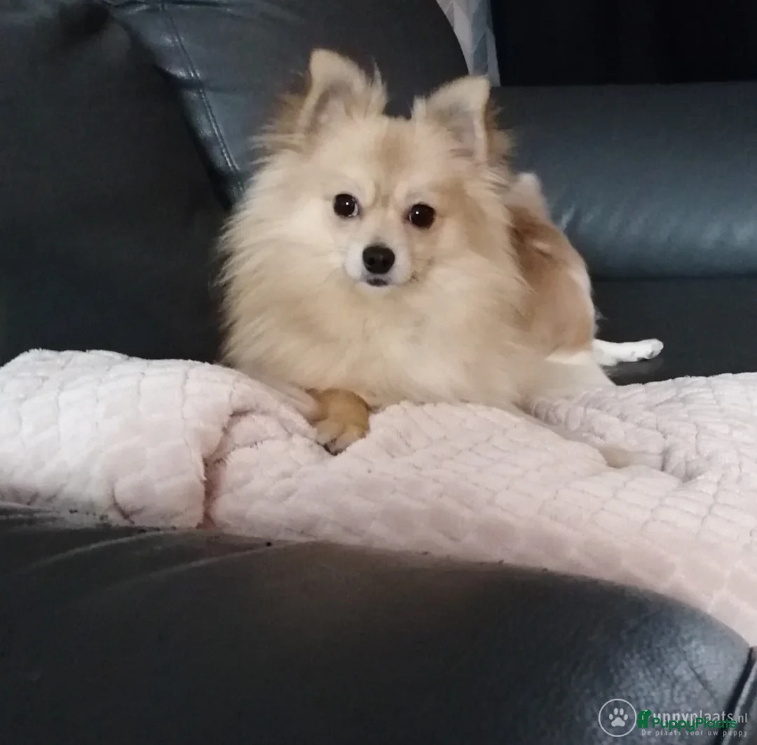 Kruising honden ter dekking: Pomchi dekreu (niet te koop) in Hoogeveen - Advertentie 1