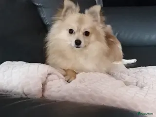 Kruising honden Pomchi dekreu (niet te koop) in Hoogeveen - Advertentie 2