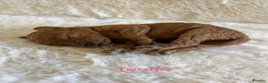 Labradoodle 4