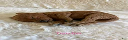 Labradoodle honden te koop: Inschrijving geopend!! Prachtige Toypoedels - Advertentie 5