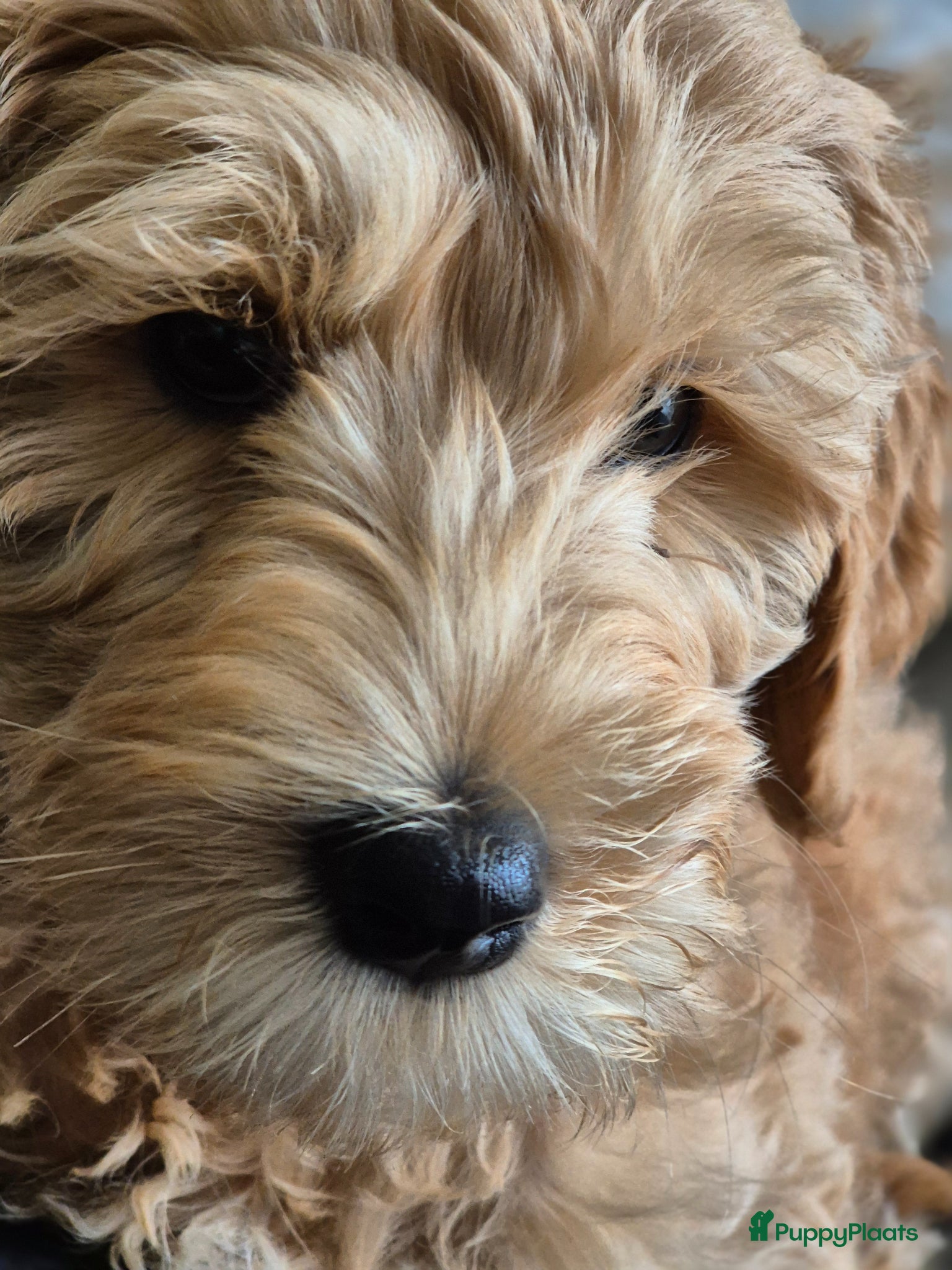 Australian Labradoodle honden Australian labradoodle met stamboom achtergrond - Advertentie 3