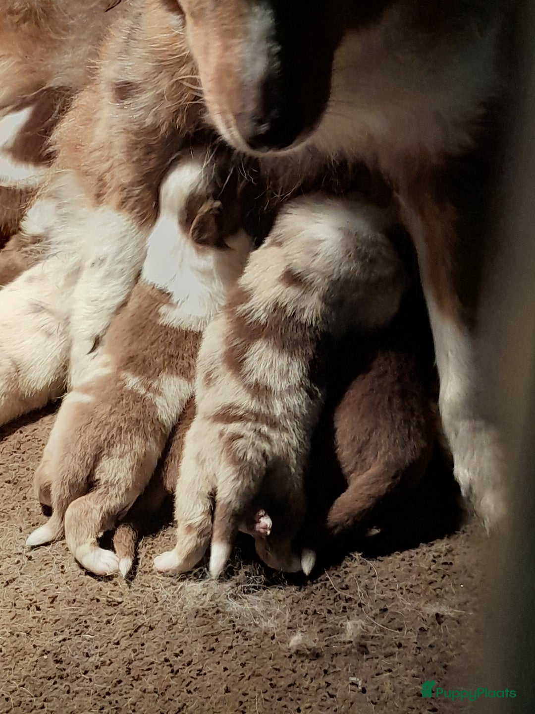 Australian Shepherd honden te koop: Lieve raszuivere australian shepherd pups  - Advertentie 2