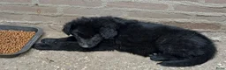 Duitse Herder honden te koop: Langstokharige Duitse Herder puppies zw.en zw/br  - Advertentie 12