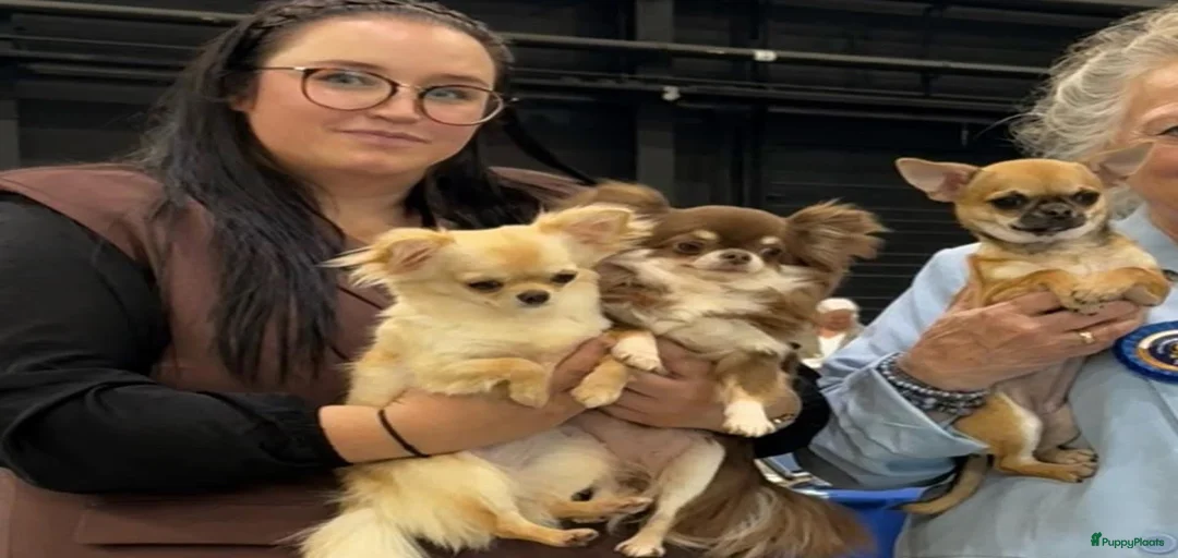 Galerij afbeelding {{count}}