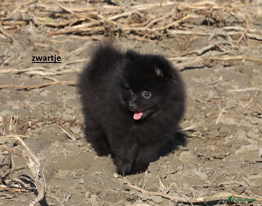 Pomeriaan honden pomeriaan pups beschikbaar - Advertentie 1