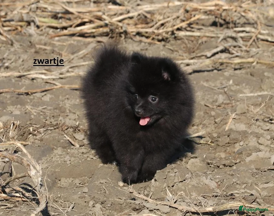 Pomeriaan honden te koop: pomeriaan pups beschikbaar - Advertentie 1