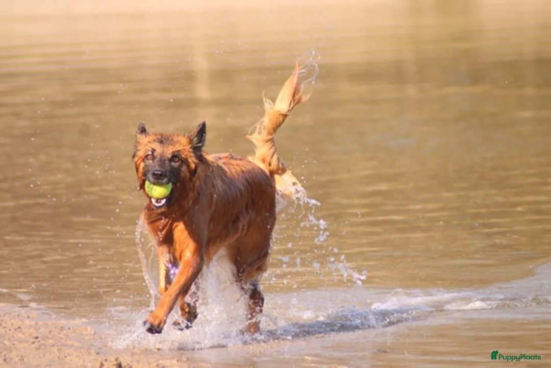 Kruising honden te koop: Eerste nestje Baskische herder in aantocht! - Advertentie 7