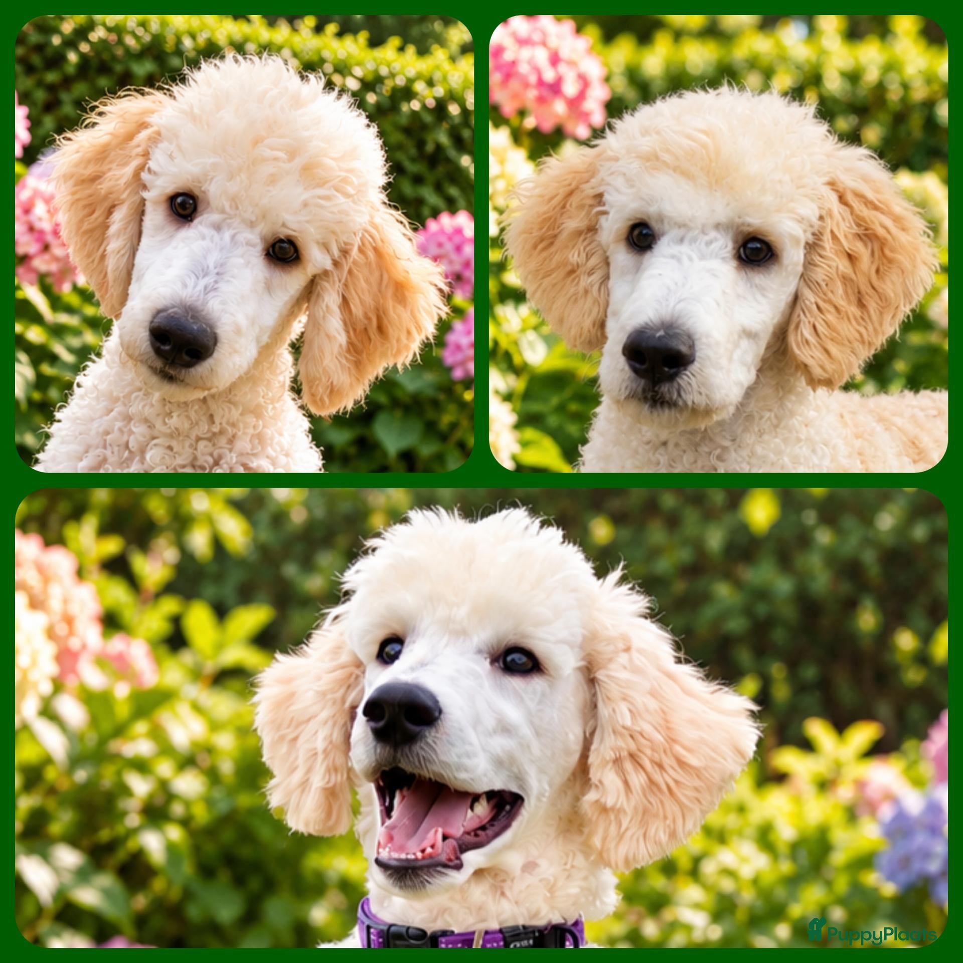 Labradoodle honden te koop: Labradoodle pups | DNA-geteste ouderdieren - Advertentie 1