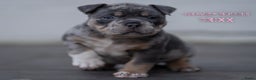 Amerikaanse Bully honden te koop: American Bully pocket  - Advertentie 15