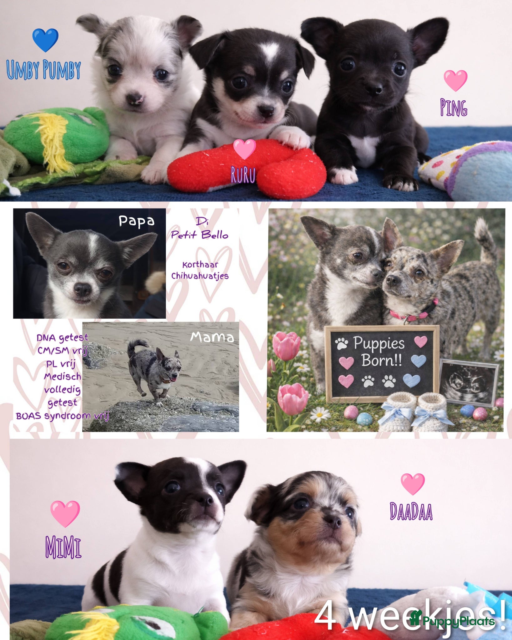 Chihuahua honden 3de generatie Chihuahuatjes van Di Petit Bello!  - Advertentie 1
