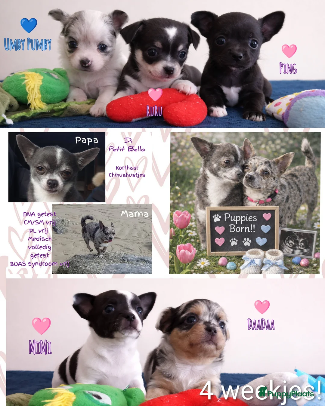 Chihuahua honden te koop: 3de generatie Chihuahuatjes van Di Petit Bello!  - Advertentie 1