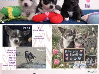 Chihuahua honden 3de generatie Chihuahuatjes van Di Petit Bello! - Advertentie 1