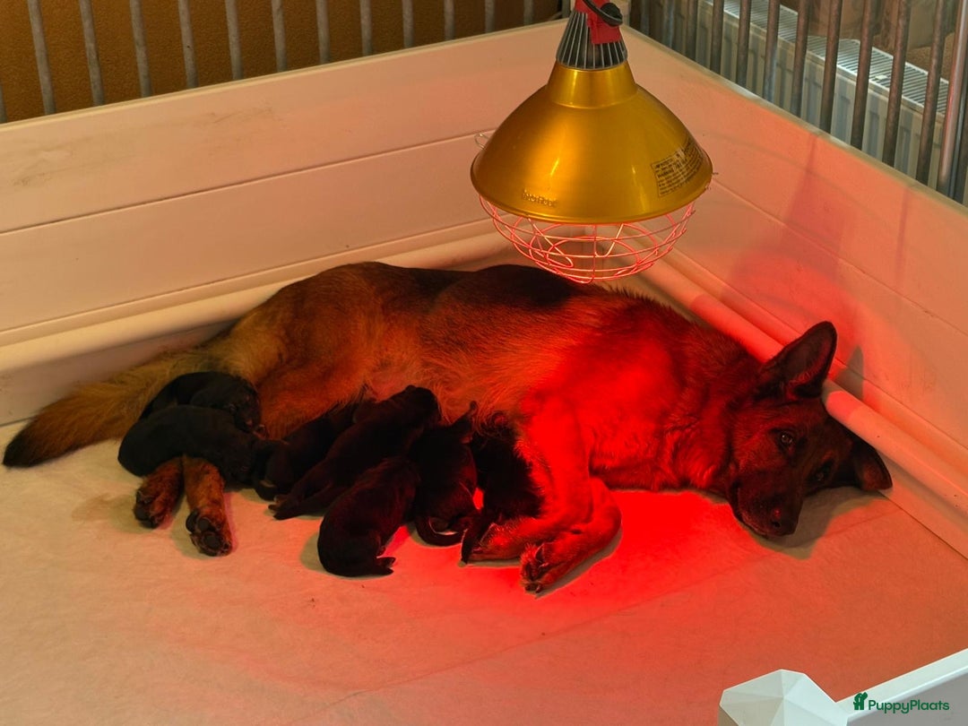 Duitse Herder honden te koop: Mooie stamboom duitseherder pups  - Advertentie 3