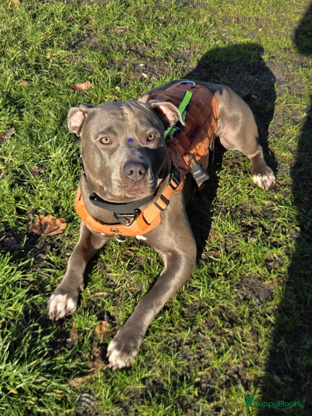 American Staffordshire Terriër honden ter dekking: Amerikaanse Stafford Sniper - Advertentie 4