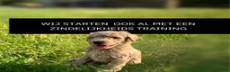Kruising honden te koop: WACHTLIJST: Labradoodle × Australian Labradoodle - Advertentie 8