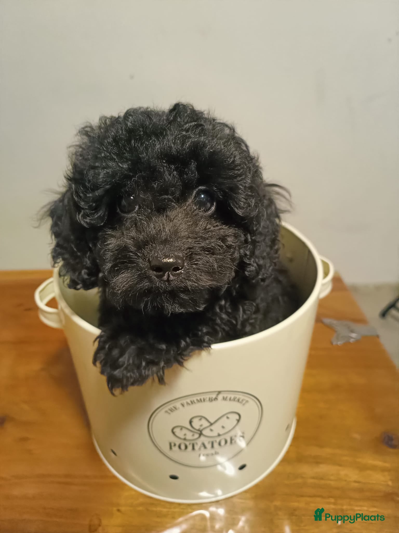 Poedel Toy honden Lieve en gezonde toy poedel puppies beschikbaar - Advertentie 2