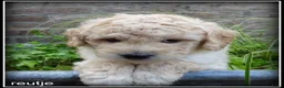 Labradoodle honden te koop: Labradoodle mini pups +/- 40 cm - Advertentie 3