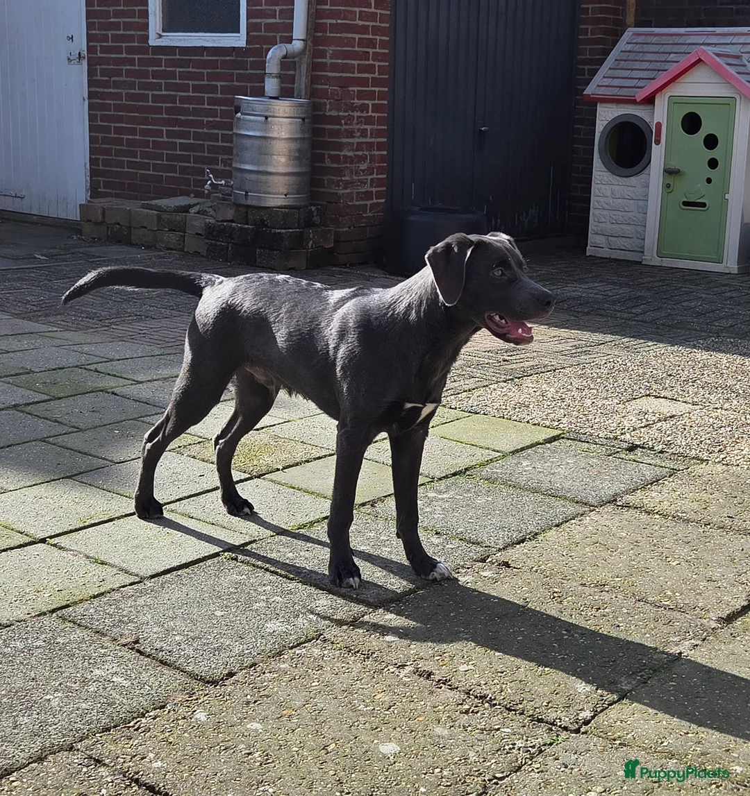 Kruising honden te koop: Onze lieve mack zoekt een gouden mandje. - Advertentie 2