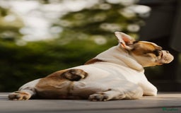 Franse Bulldog honden te koop: Franse bulldog raszuiver FCI (uitgebreid getest)  - Advertentie 5