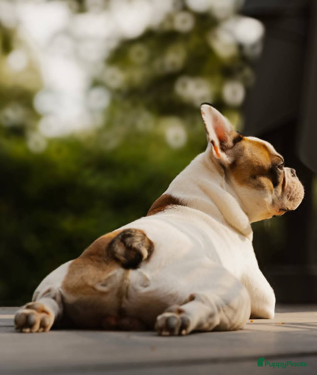 Franse Bulldog honden te koop: Franse bulldog raszuiver FCI (uitgebreid getest)  - Advertentie 5