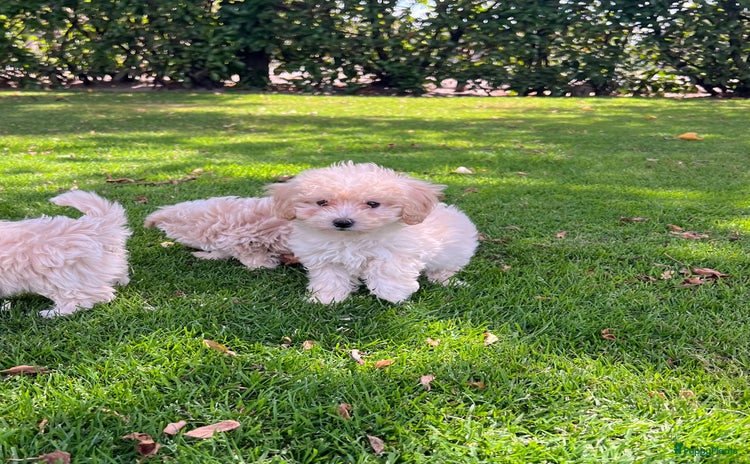 Maltipoo honden - Advertentie 6