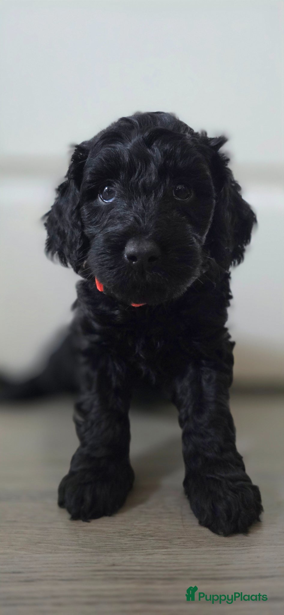 Labradoodle honden te koop: Prachtige Labradoodle pups mogen verhuizen  - Advertentie 10