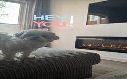 Maltezer honden ter dekking: Maltezer  in Veendam - Afbeelding 4