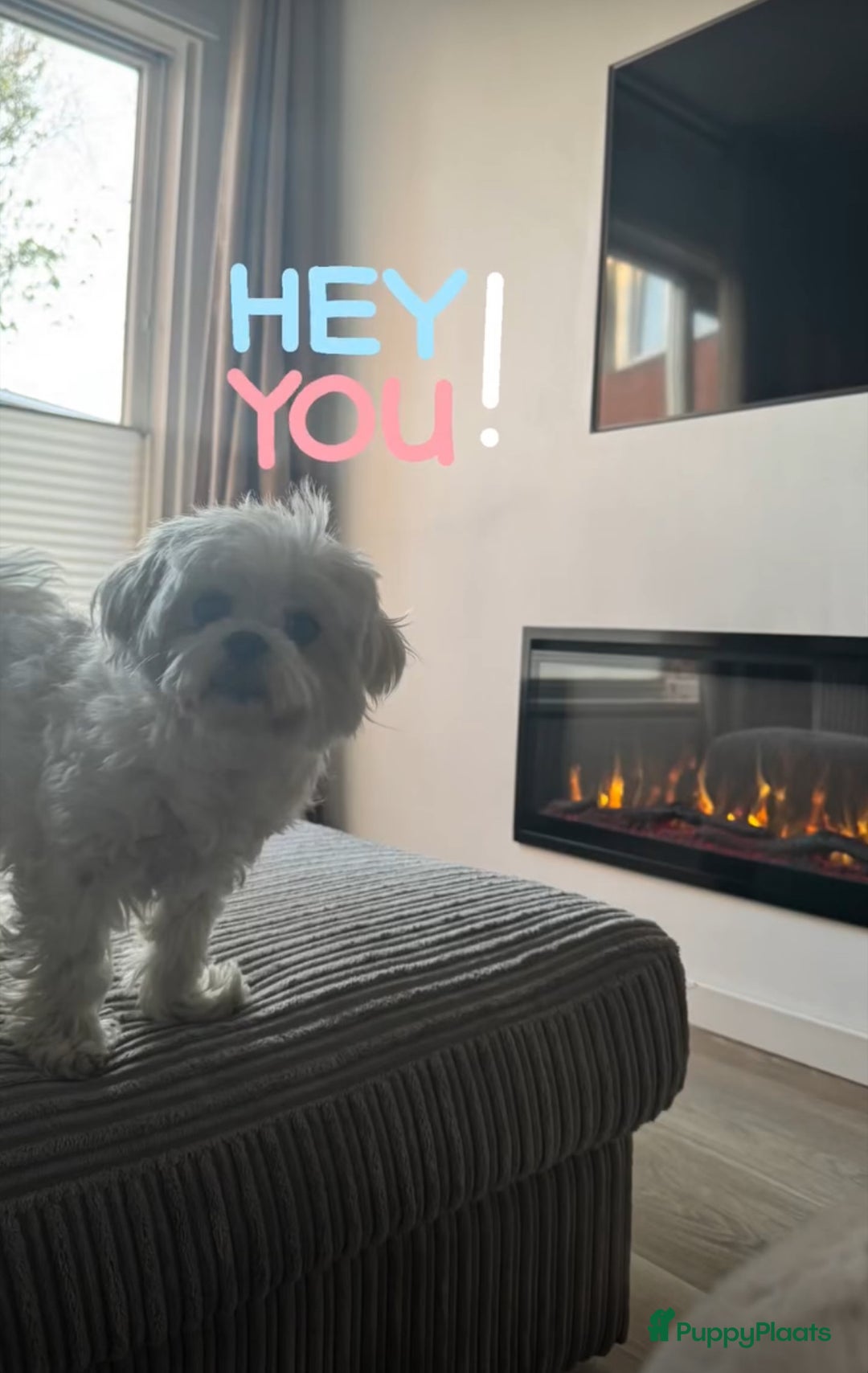 Maltezer honden ter dekking: Maltezer  in Veendam - Afbeelding 4