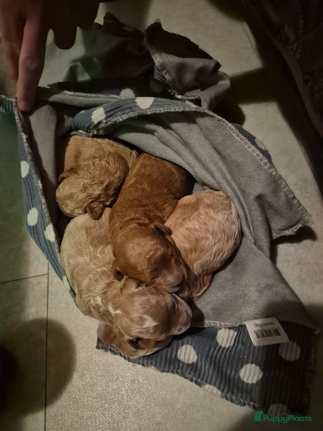 Maltipoo honden te koop: Maltipoo reu - Advertentie 4