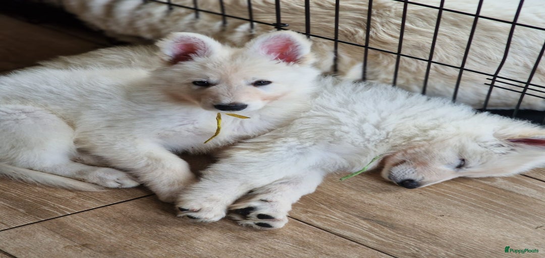 Galerij afbeelding {{count}}