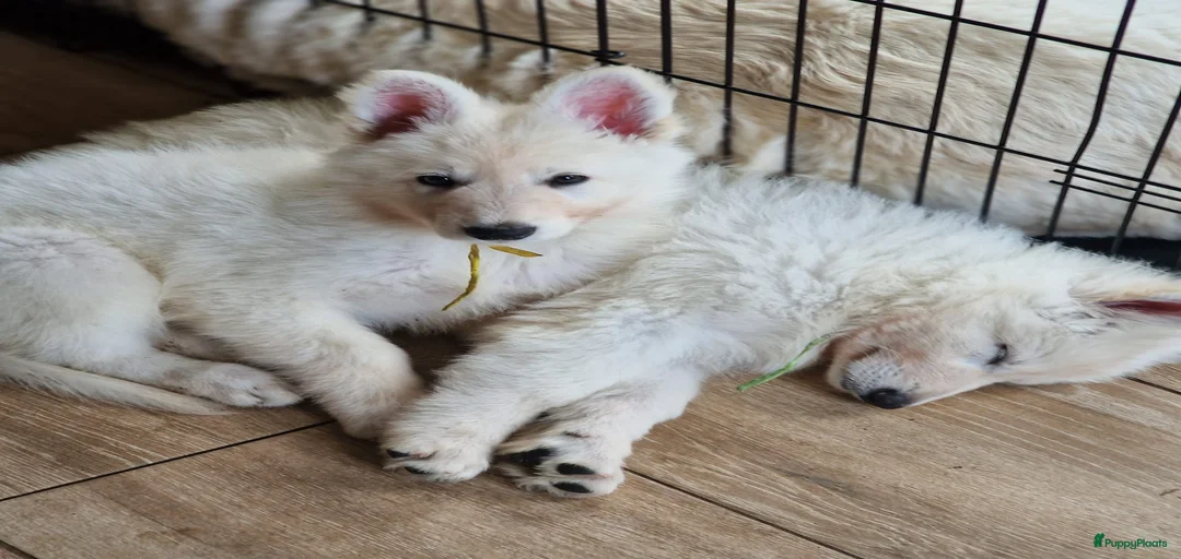 Galerij afbeelding {{count}}