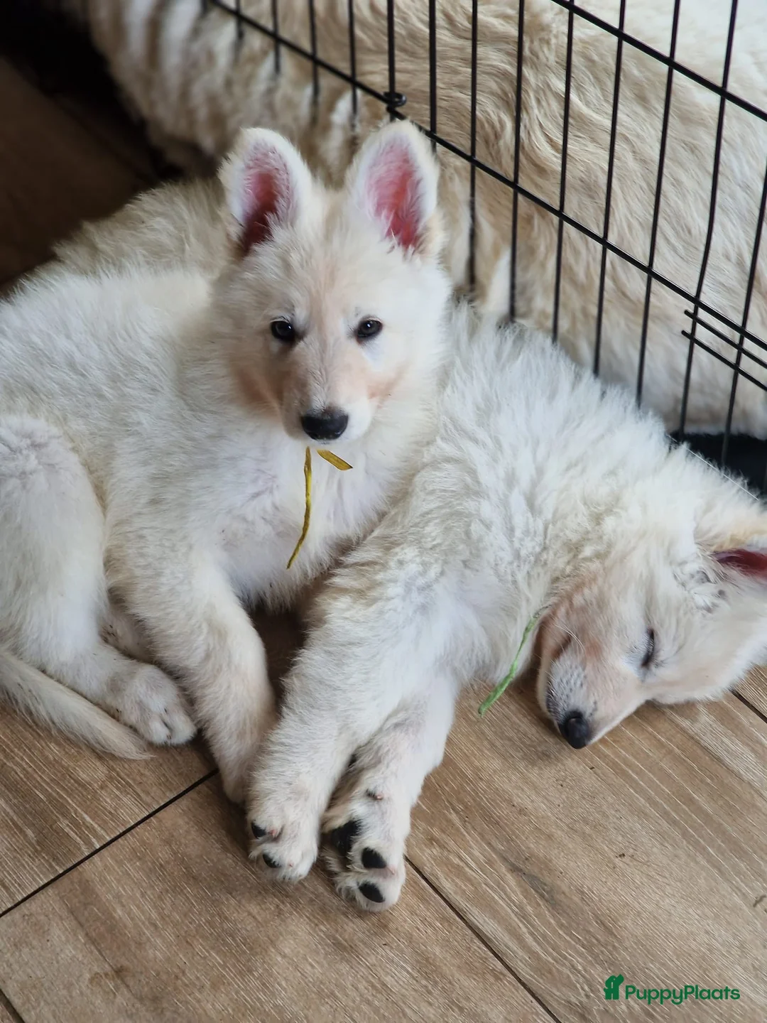 Galerij afbeelding {{count}}