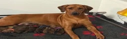Rhodesian Ridgeback honden te koop: Prachtige Rhodesian Ridgeback pups - Advertentie 7