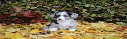 Welsh Corgi Cardigan honden te koop: Welsh corgi cardigan out of beautiful connection - Advertentie 7