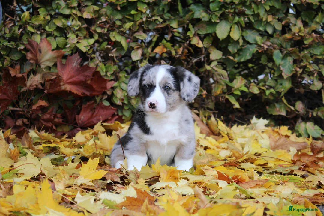 Welsh Corgi Cardigan honden te koop: Welsh corgi cardigan out of beautiful connection - Advertentie 7