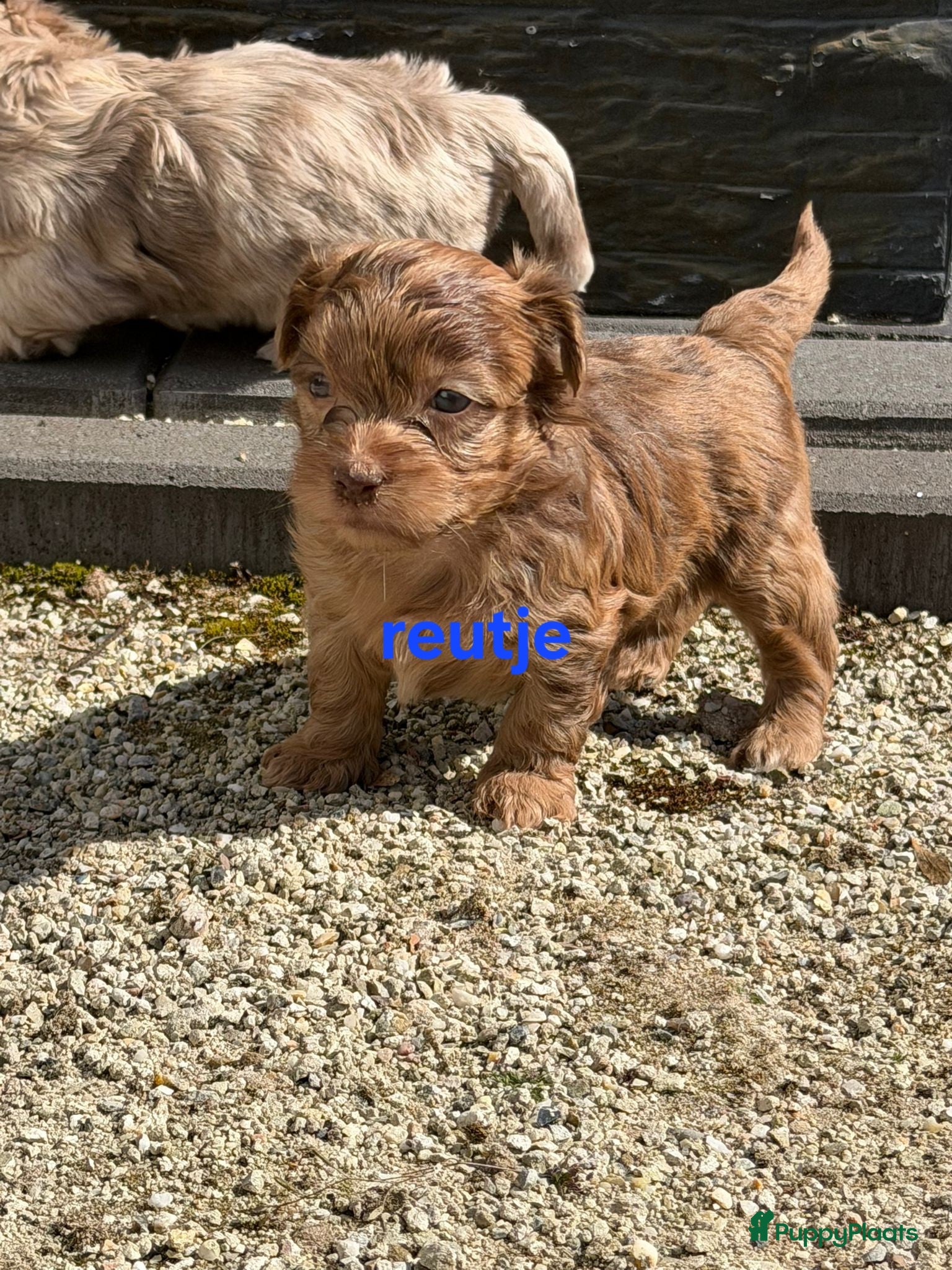 Boomer honden Prachtige boomer pups  - Advertentie 1