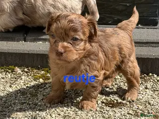 Boomer honden Prachtige boomer pups - Advertentie 2