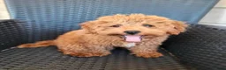 Aussiedoodle honden te koop: Aussiedoodle Aussie/Toy poedel - Advertentie 19