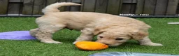 Labradoodle honden te koop: Prachtige labradoodle pups beschikbaar  - Advertentie 13