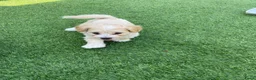 Maltipoo honden te koop: Maltipoo pups - Advertentie 9